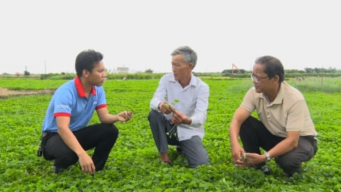 Trồng rau má theo quy trình VietGAP cho hiệu quả kinh tế cao