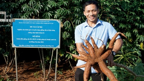 Giống sắn mới giúp kháng bệnh khảm lá
