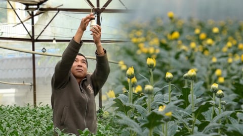Tiết kiệm điện, nâng chất lượng hoa cúc nhờ đèn LED