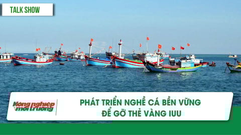 Phát triển nghề cá bền vững để gỡ 'thẻ vàng' IUU