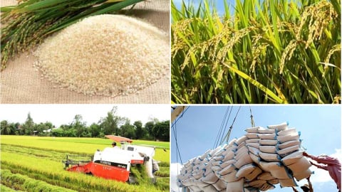Triển khai 'thần tốc' hơn nữa việc xuất khẩu gạo