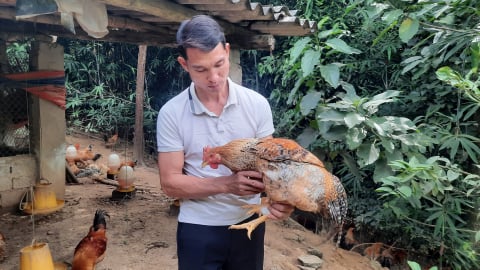 Xây dựng các mô hình chăn nuôi gà Tiên Yên an toàn dịch bệnh