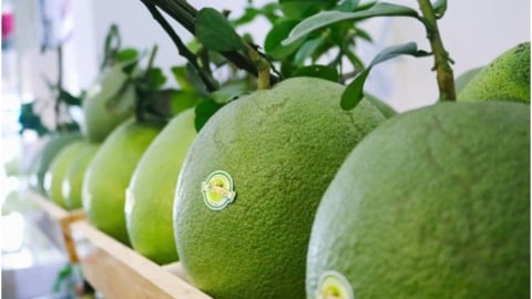 Đề nghị Nhật Bản sớm mở cửa thị trường cho quả bưởi của Việt Nam