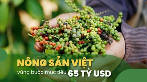 Dự báo xuất khẩu hạt tiêu quý IV khởi sắc