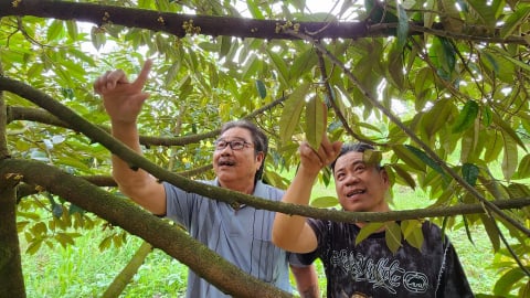 Chuyên gia ‘mách’ bí quyết trồng sầu riêng vụ nghịch