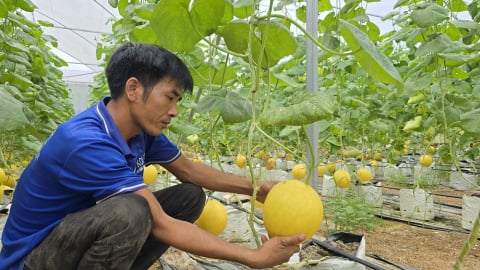 Nhà màng dưa vàng giúp nông dân Kiên Thọ đổi đời
