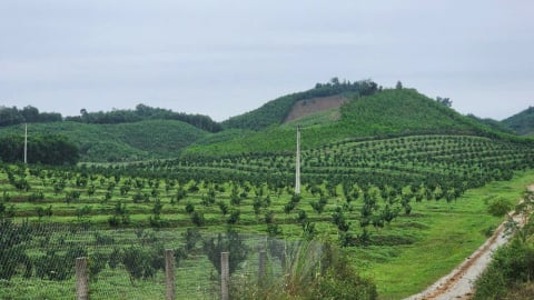 Chuyển đổi hơn 14 ha rừng cho dự án cụm công nghiệp Bãi Trành