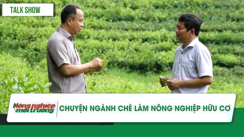 Chuyện ngành chè làm nông nghiệp hữu cơ