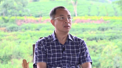 Hành trình làm chè hữu cơ của ông chủ thương hiệu trà Cozy