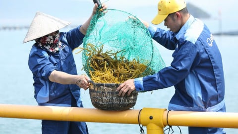Sẵn sàng chuyển giao công nghệ nuôi cấy mô sẹo rong sụn