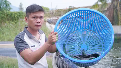 Nuôi cá chạch lấu trong ao nổi lót bạt cho lợi nhuận cao