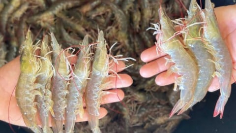 Nuôi tôm trong nhà màng mật độ cao, hiệu quả lớn