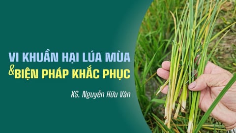 Vi khuẩn hại lúa mùa và biện pháp khắc phục