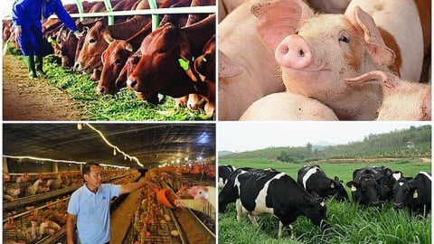 Hợp nhất các quy định về kiểm dịch động vật, sản phẩm động vật trên cạn