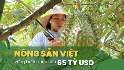 Sầu riêng Tây Nguyên khai thác thế mạnh mùa vụ để bứt phá
