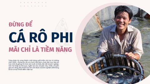 Đừng để cá rô phi mãi chỉ là tiềm năng
