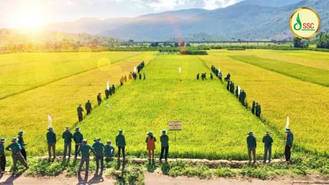 Công ty CP Giống cây trồng miền Nam bán rộng rãi 200 tấn hạt giống lúa