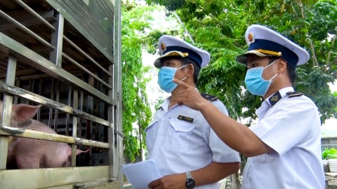 Đà Nẵng siết chặt kiểm dịch, giết mổ heo an toàn