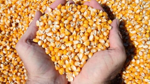 Dự kiến giảm thuế suất nhập khẩu ngô xuống 3%