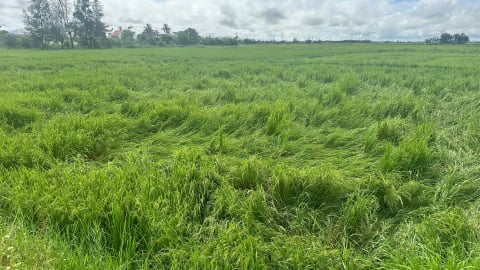 Gần 700 ha lúa hè thu ở Quảng Trị bị ảnh hưởng mưa lũ