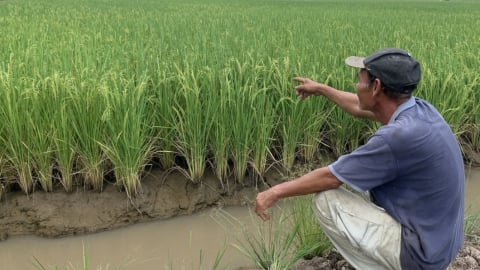 Mỗi hecta lúa giảm phát thải, lãi thêm 6 triệu đồng