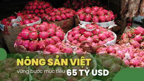 Thanh long Lâm Đồng: Xuất khẩu tăng tốc, vượt qua thách thức