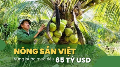 Dừa Việt Nam xuất khẩu đắt gấp 10 lần giá bán tại vườn