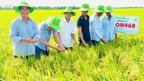 OM468 - giống lúa hội đủ điều kiện tham gia Đề án 1 triệu ha lúa