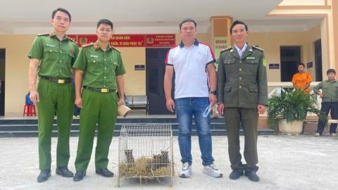 Bàn giao 3 cá thể mèo rừng quý hiếm cho Vườn quốc gia Hoàng Liên