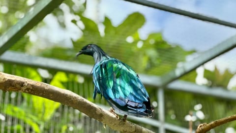 Người dân bàn giao 5 cá thể bồ câu Nicobar quý hiếm ở Côn Đảo