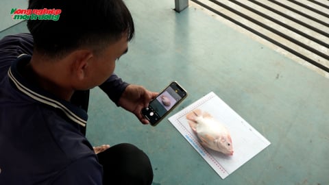 Áp dụng AI vào nuôi cá lồng bè ở cù lao An Bình