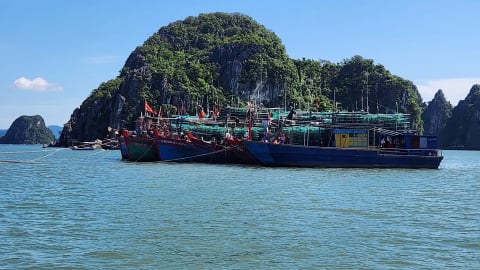 Quảng Ninh tạm ngừng cấp phép tàu thuyền từ 13h 8/9 để ứng phó bão số 7