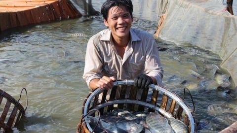 Cục Thủy sản và Kiểm ngư: Nuôi cá rô phi được quy định chặt chẽ từ điều kiện môi trường đến an toàn thực phẩm