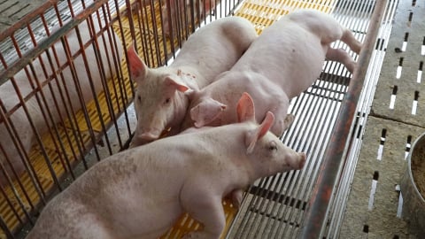 Xử lý hộ dân gom heo chết vì dịch bệnh cho cá ăn