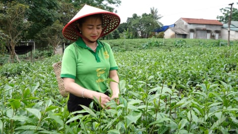 Chè trung du cổ: Nét văn hóa, niềm tự hào xứ đệ nhất danh trà