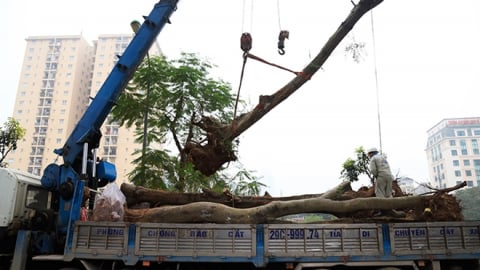 Hà Nội di chuyển nhiều cây xanh làm dự án nút giao đại lộ Thăng Long