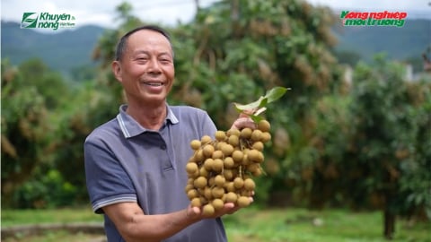 Ánh Vàng 205 - giống nhãn mới sai trĩu cành ở Sơn La