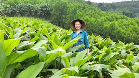 Đánh thức đồi cằn bằng cây nghệ nếp đỏ