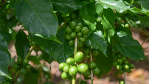 Arabica Sơn La: [Bài 1] Từ vùng nguyên liệu đến hệ sinh thái ngành hàng