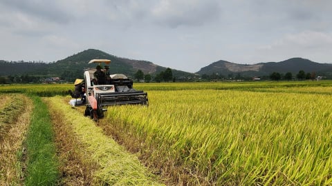 Hướng tới những cánh đồng lúa phát thải thấp