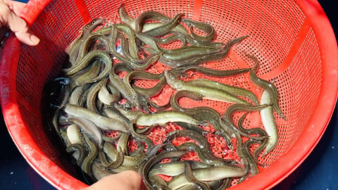 Mở hướng nuôi cá chạch sông bằng giống nhân tạo