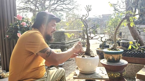 Công nhận làng nghề Mai cảnh Yên Tử - Tây Sơn
