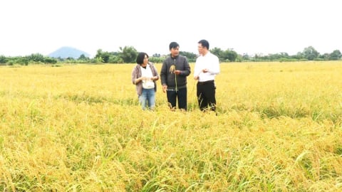 Bắc Ninh nhân rộng mô hình lúa thân thiện với môi trường