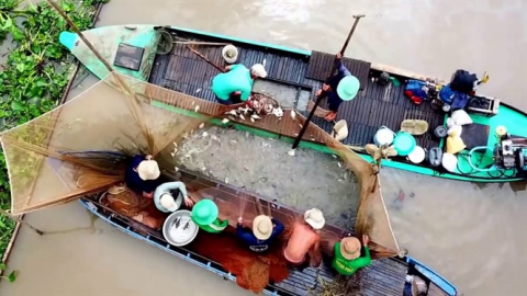 Dỡ chà