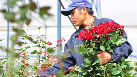 Trồng hoa hồng công nghệ cao thu mỗi năm 1 tỷ đồng