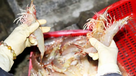 Vụ cá Bắc đong đầy niềm vui