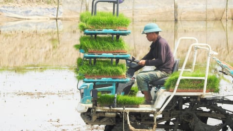 Không để việc sáp nhập đơn vị hành chính ảnh hưởng đến sản xuất hè thu