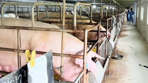 FAO hỗ trợ 140.000 USD giảm thiểu rủi ro dịch bệnh lây truyền sang người