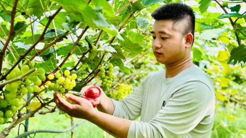 Kỹ sư 9X đầu tư bạc tỷ trồng rau quả hữu cơ
