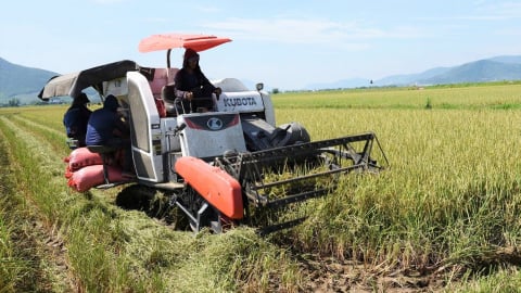 Doanh nghiệp bắt tay nông dân xây dựng vùng lúa hữu cơ xuất khẩu